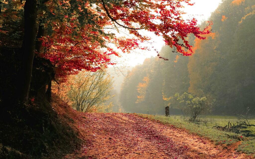 A scenic forest pathway surrounded by colorful maple leaves in fall.